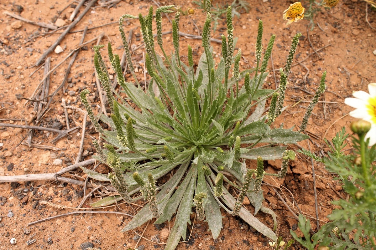 arbusto llamado Plantago albicans que crece en zonas secas