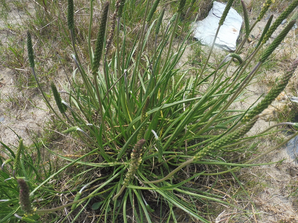 Plantago albicans (llantén blanco): cultivo y usos reales