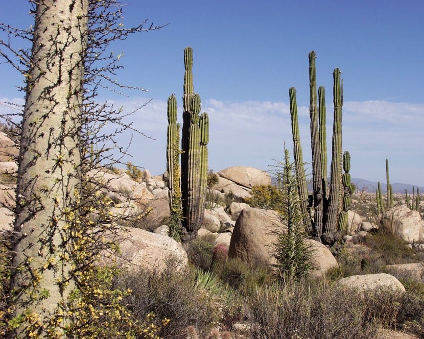 Plantas para clima seco: árboles y arbustos de secano