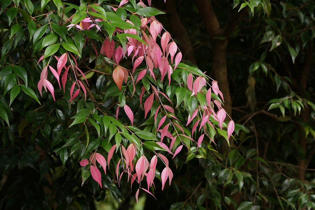 Plantas para cercos: qué especie elegir según tu clima