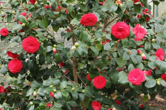 Camellia japonica roja
