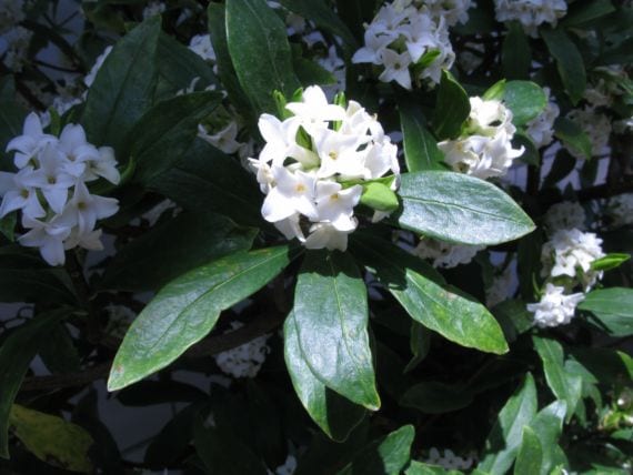 Daphne odora f alba