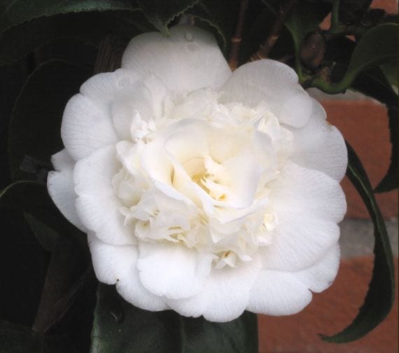 Camelia y dafne: dos arbustos para un jardín japonés