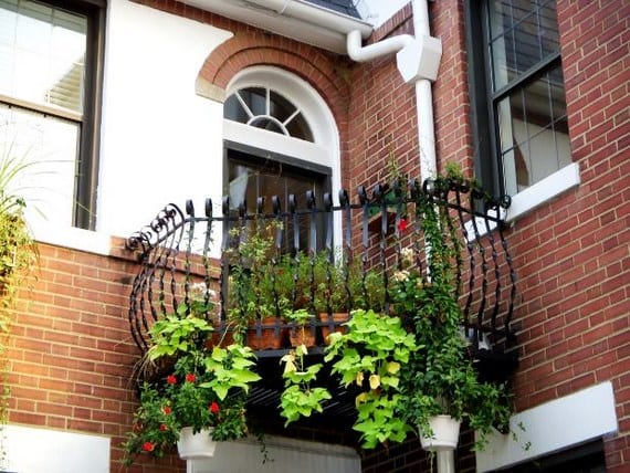 Plantas trepadoras para balcón: cuáles van bien en maceta
