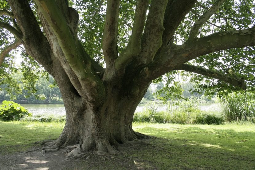 El tronco del Platanus orientalis es grueso