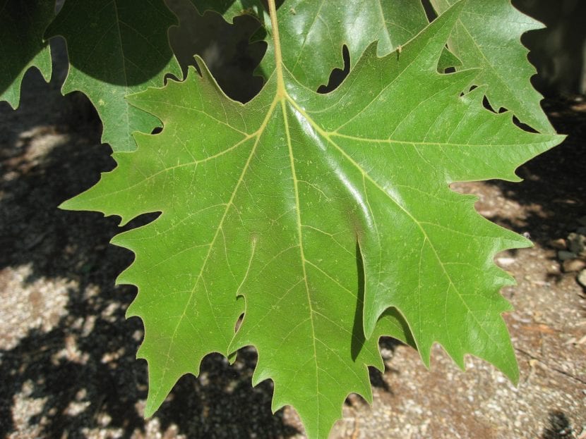Las hojas del Platanus son grandes