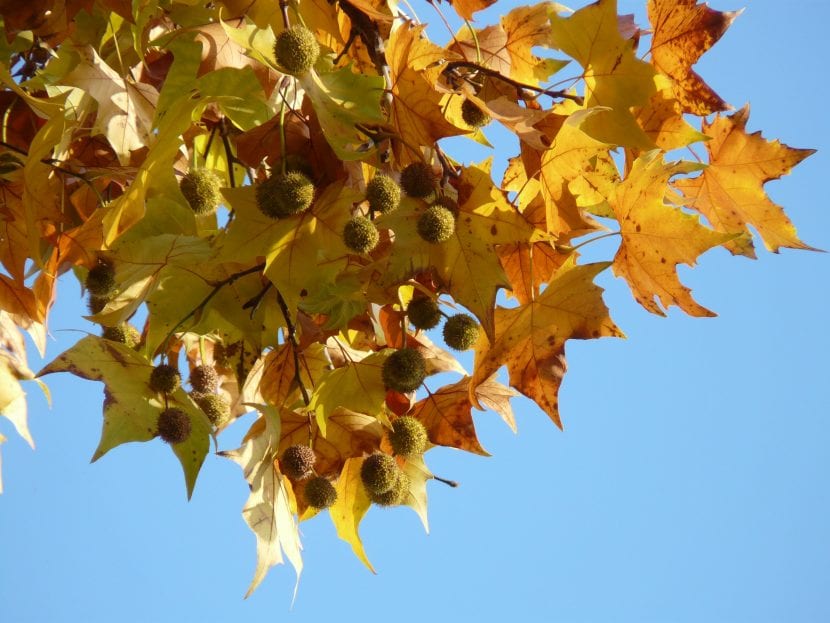 Las hojas del Platanus se vuelven anaranjadas en otoño
