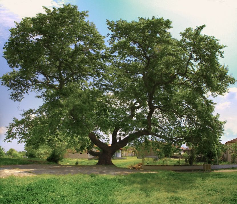 Vista del Platanus orientalis