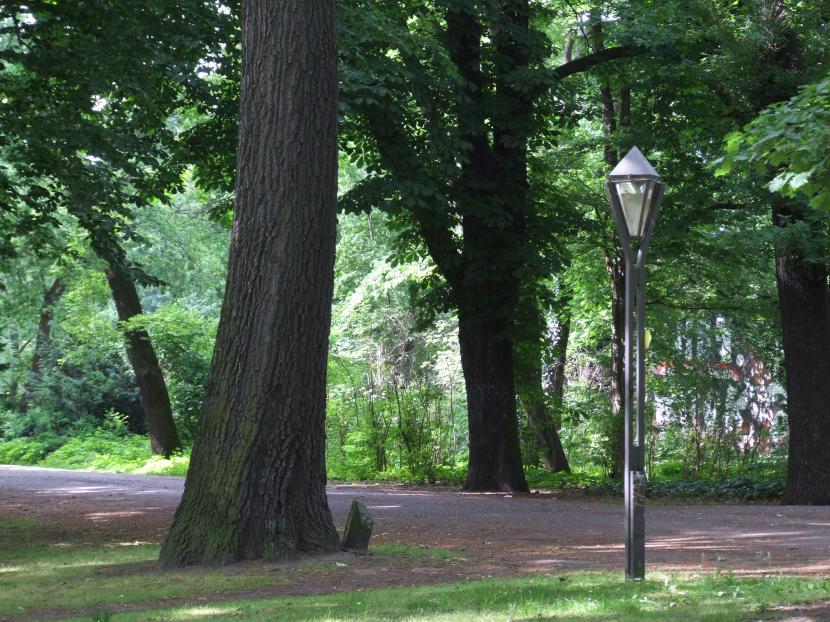 Tronco de Platanus