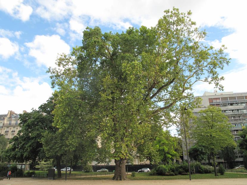 Platanus