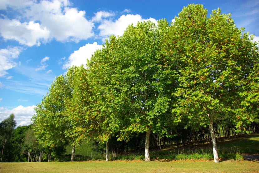 Platanus hispanica