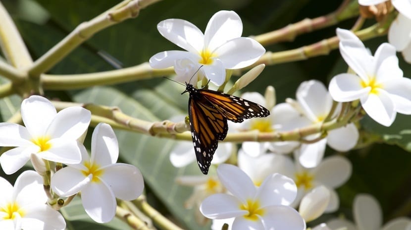 Plumeria alba: cultivo, poda, esquejes y toxicidad