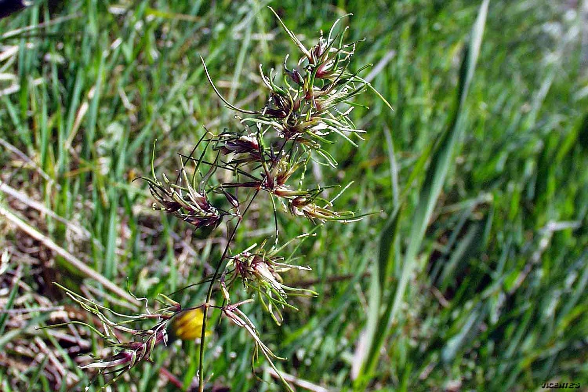 flor silvestre llamada Poa bulbosa