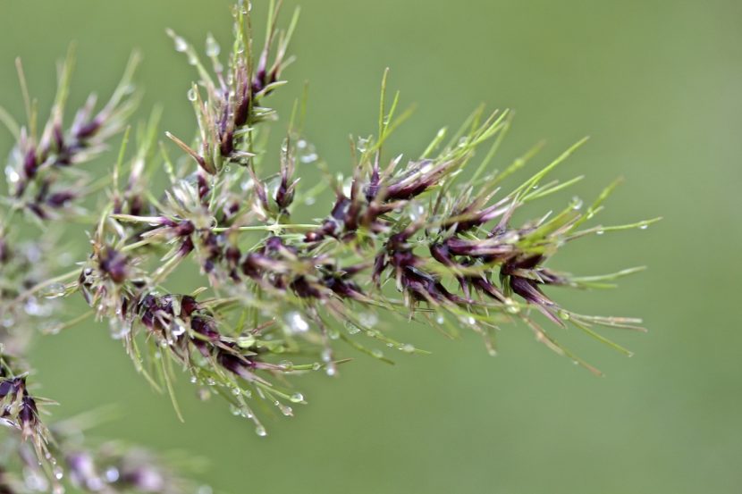 Mata de Poa bulbosa con las hojas estrechas y plegadas típicas de la especie