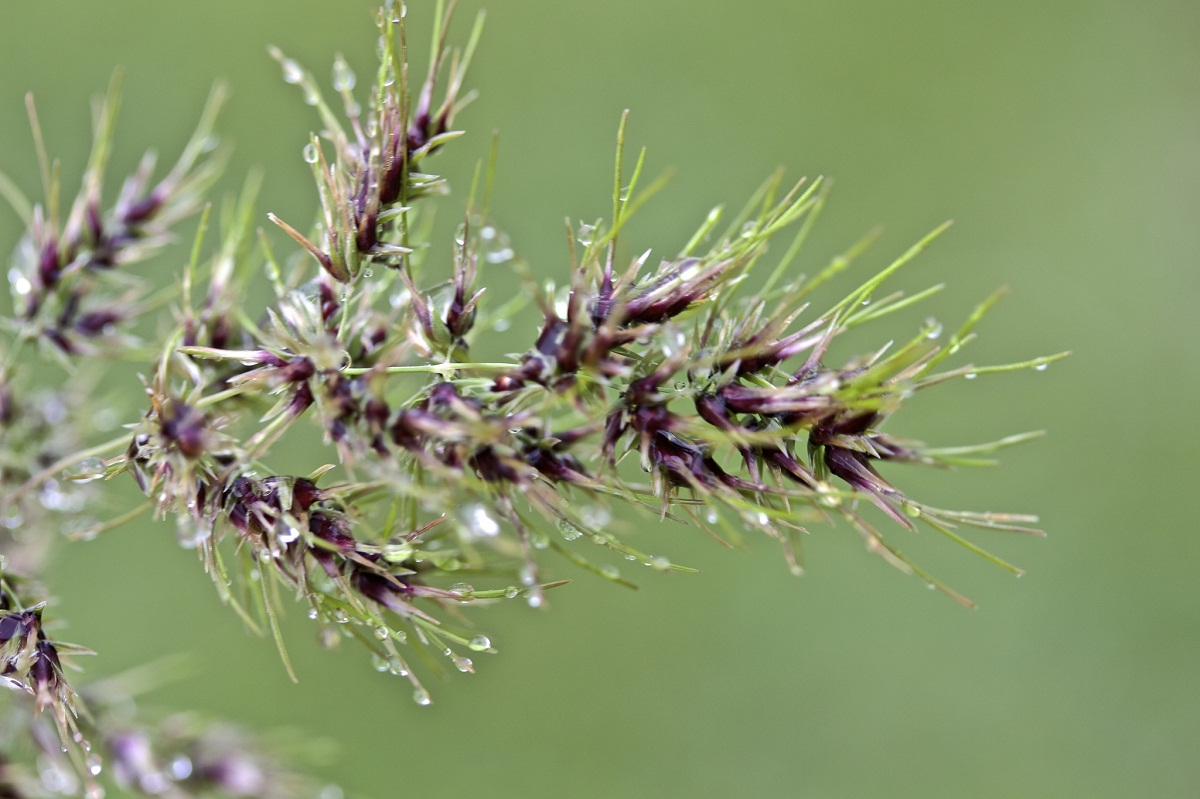 imagen de la hierba llamada Poa bulbosa