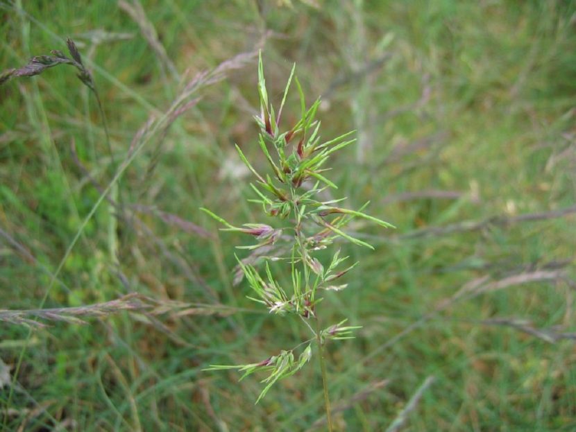 Detalle de las panículas de Poa bulbosa con las espiguillas transformadas en bulbillos