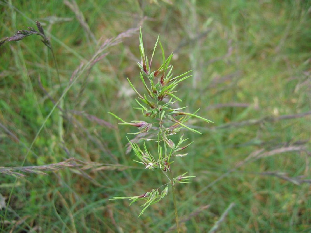 rama de hierba llamada Poa bulbosa