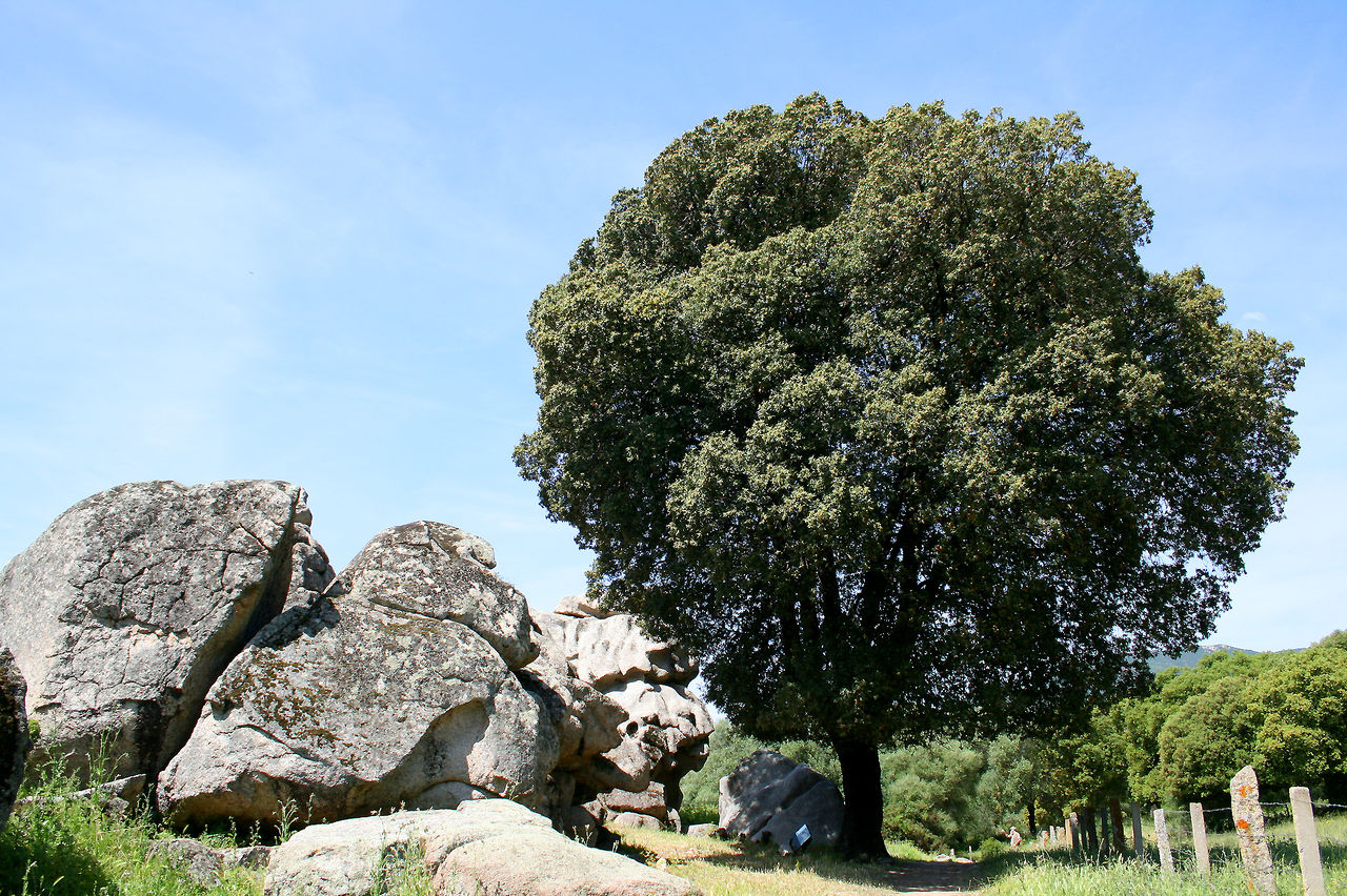 Vista del árbol de encina