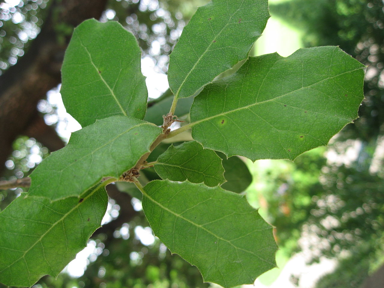 La encina es un árbol perenne