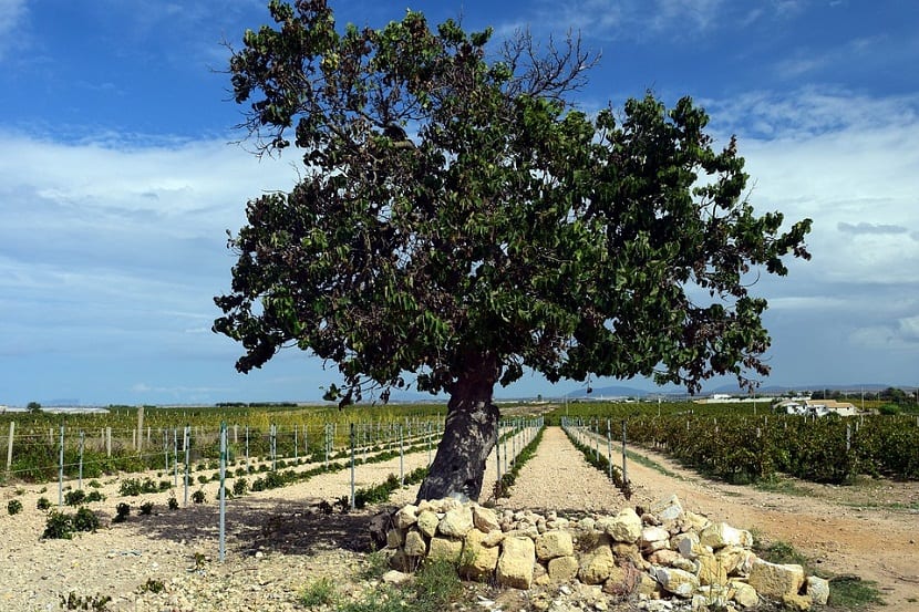 podar una morera