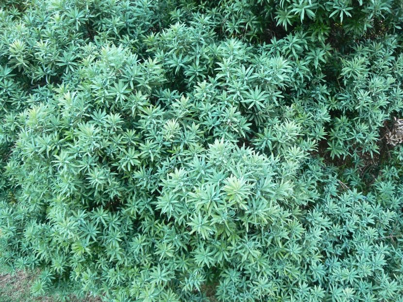 Podocarpus elongatus