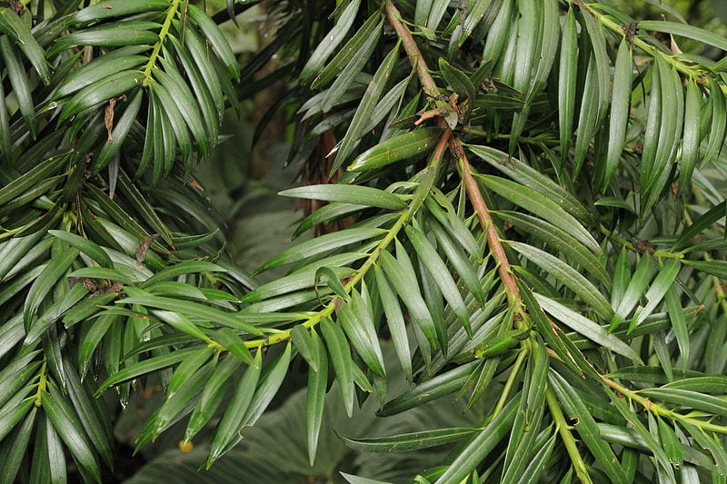 Podocarpus oleifolius