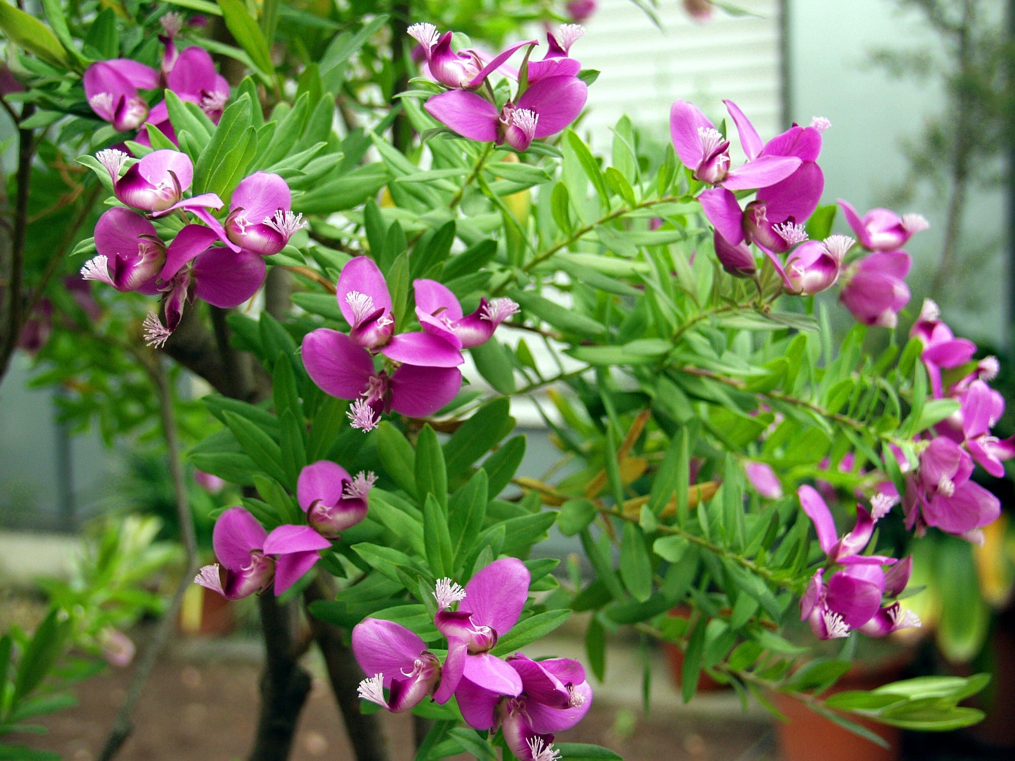 Polygala myrtifolia: cuidados, poda y resistencia al frío