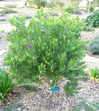 La Polygala es un arbusto de hoja perenne