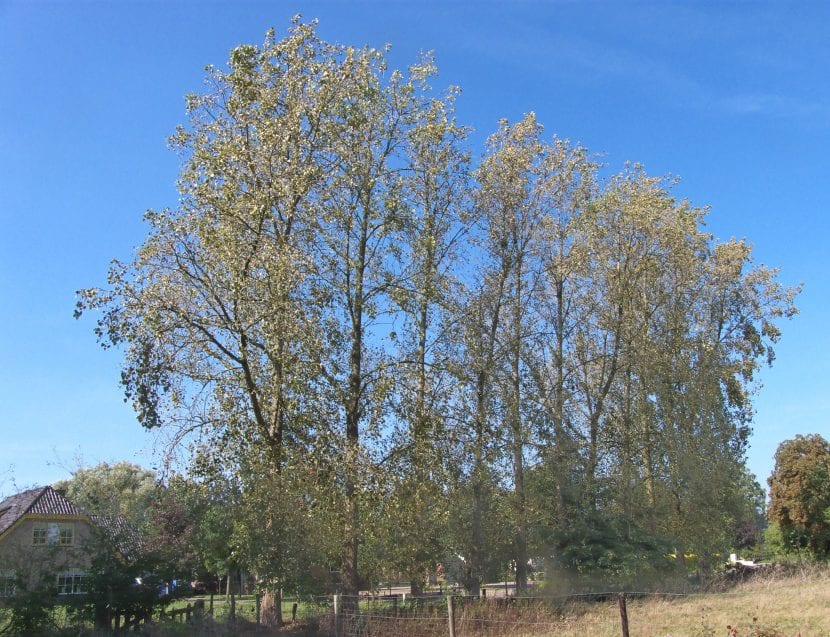 Árbol de Populus canadensis