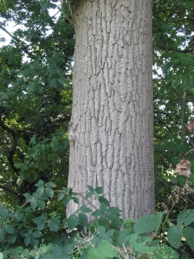 Tronco de Populus canadensis