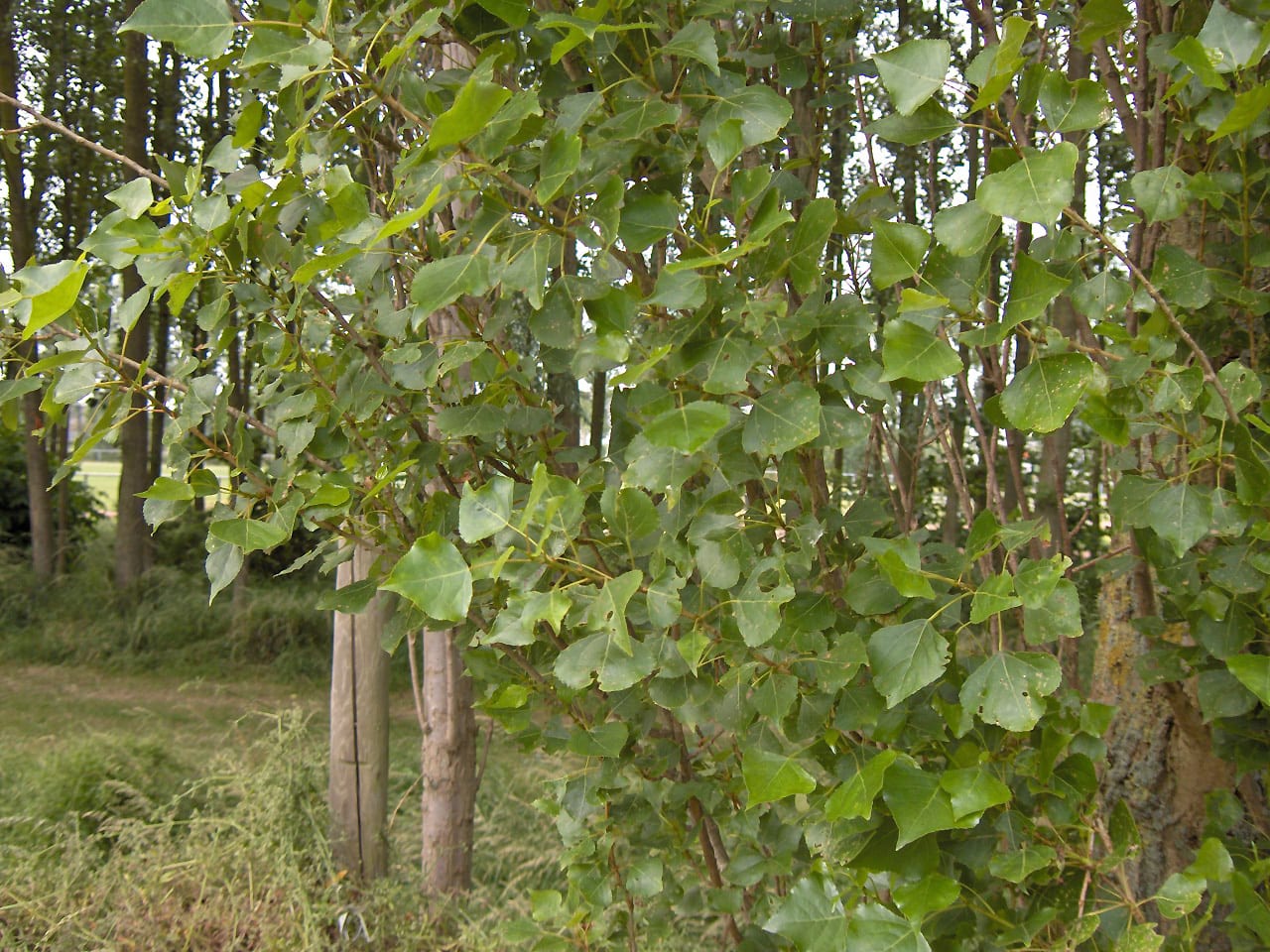 Populus x canadensis: cultivo, poda y riego del chopo híbrido
