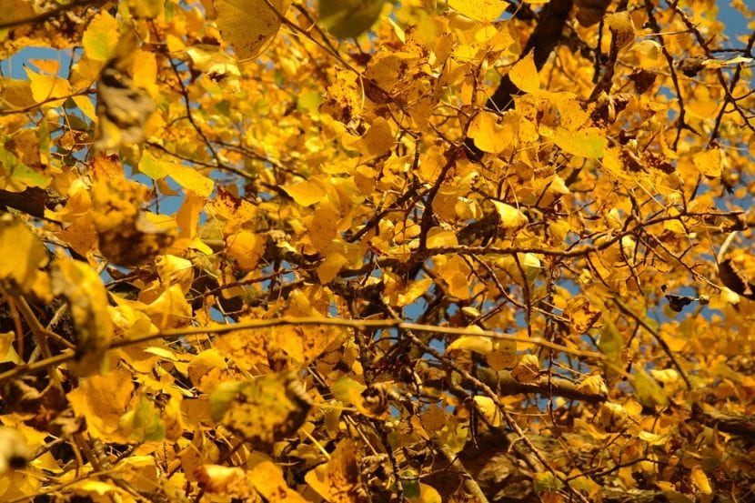 Vista del álamo en otoño