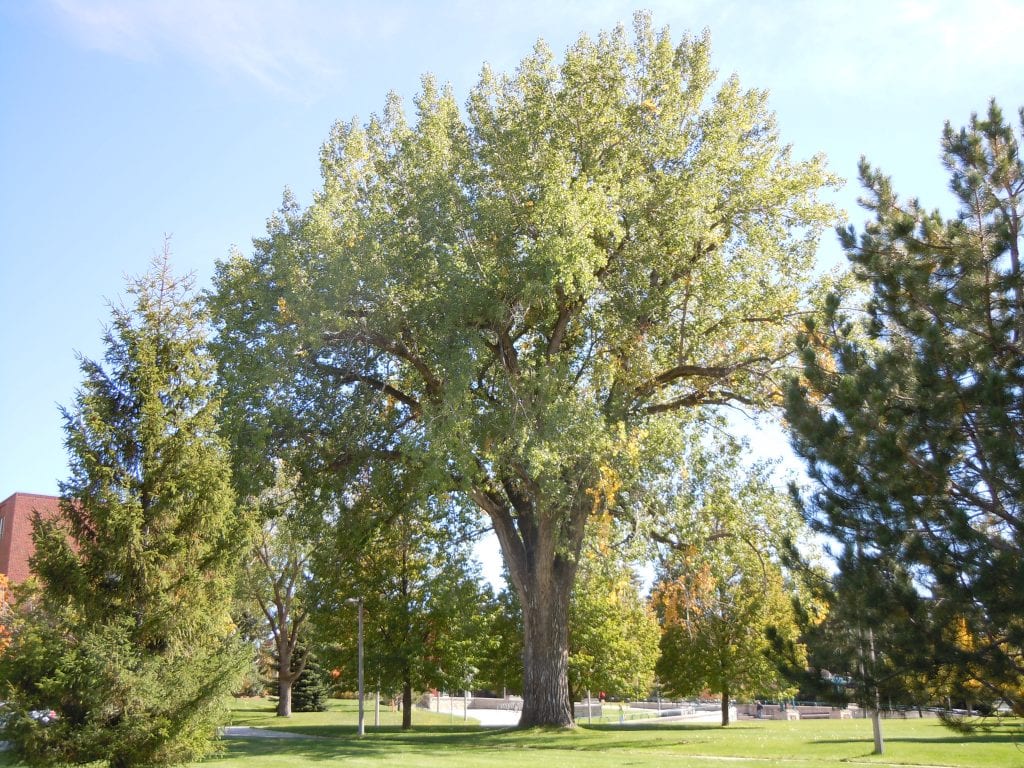 Populus deltoides: guía del álamo americano y sus cuidados