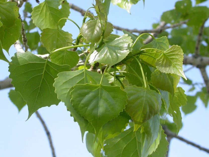 Hojas del Populus deltoides