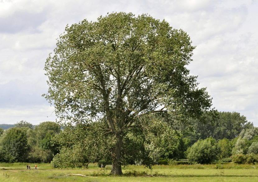 Vista general del Populus nigra
