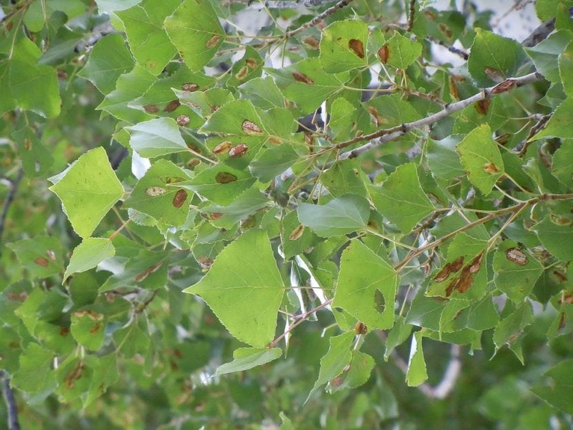 El Populus nigra es un árbol vulnerable a enfermedades