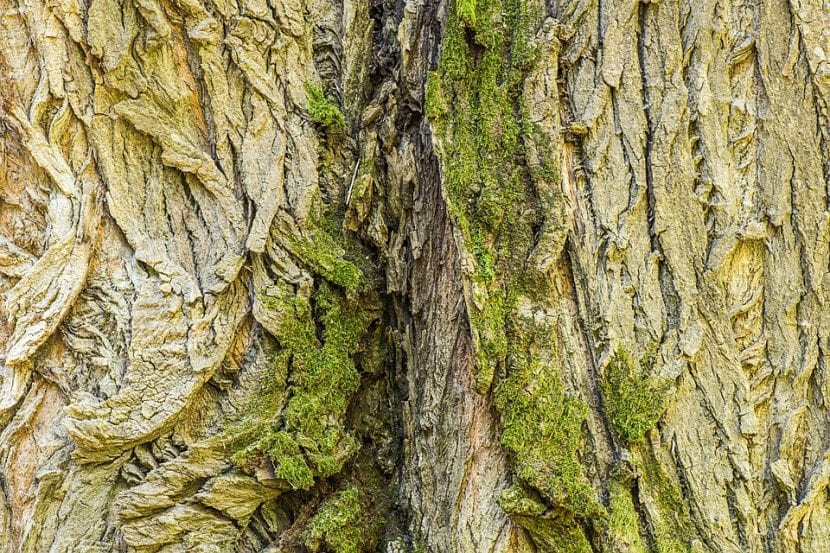El tronco del Populus nigra se agrieta con la edad