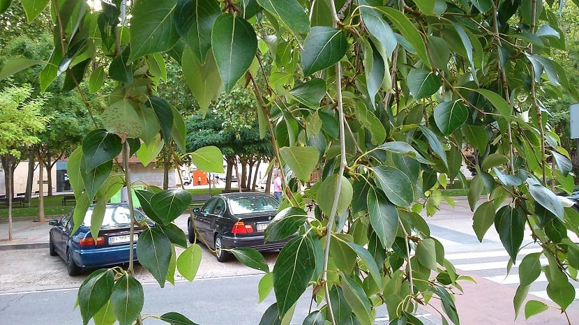 ramas de arboles que se pueden encontrar en parques y jardines