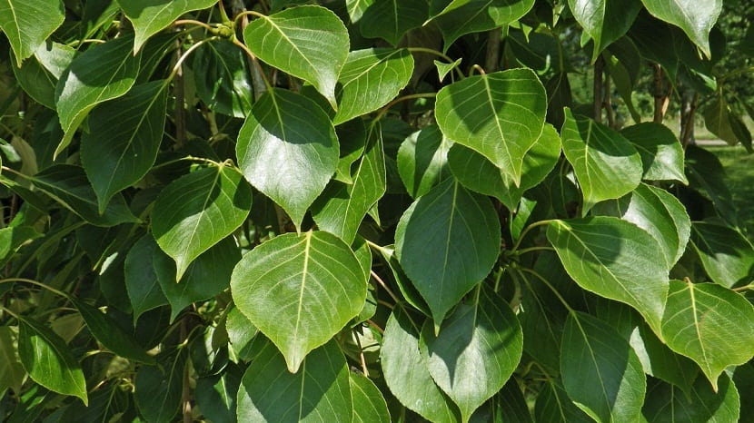 ramas llenas de hojas verdes del arbol llamado Populus simonii