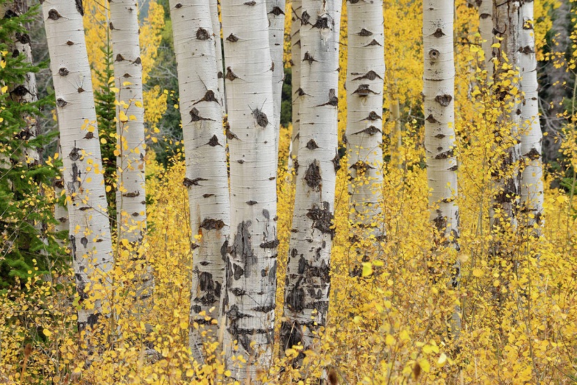troncos del arbol llamado Populus tremuloides, un tipo de alamo