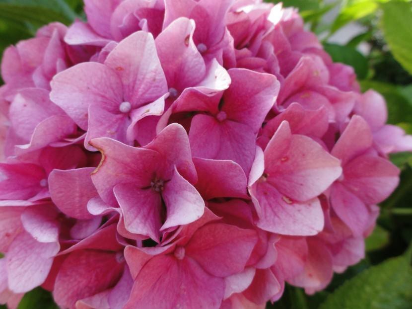 Hortensia rosa