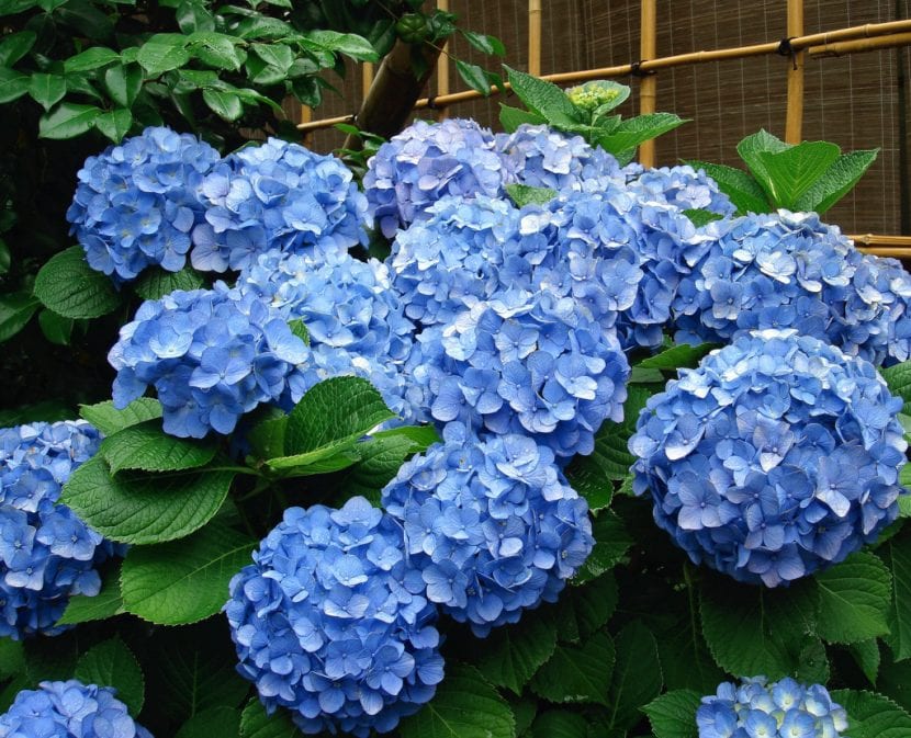 Hortensias azules