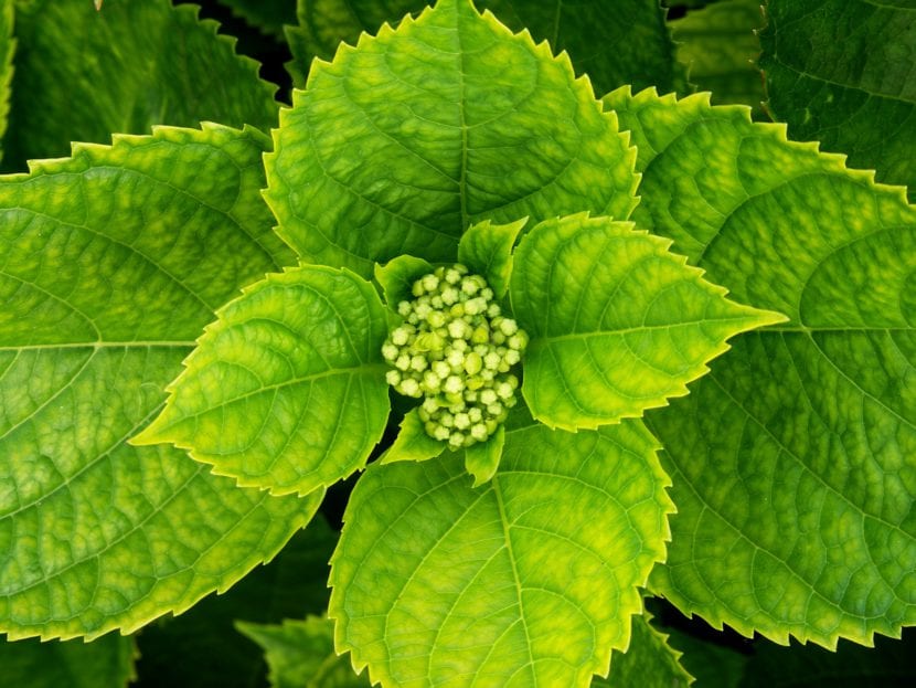 Planta hortensia