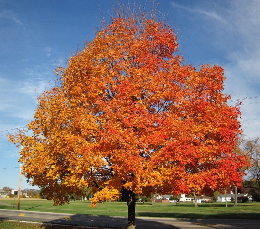 Árbol de Acer sacharum