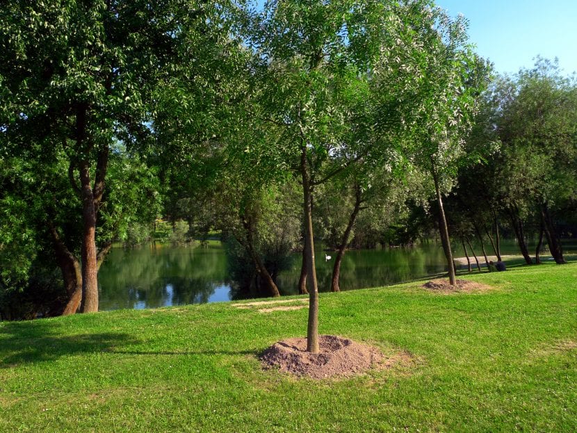 Árboles jóvenes en un jardín