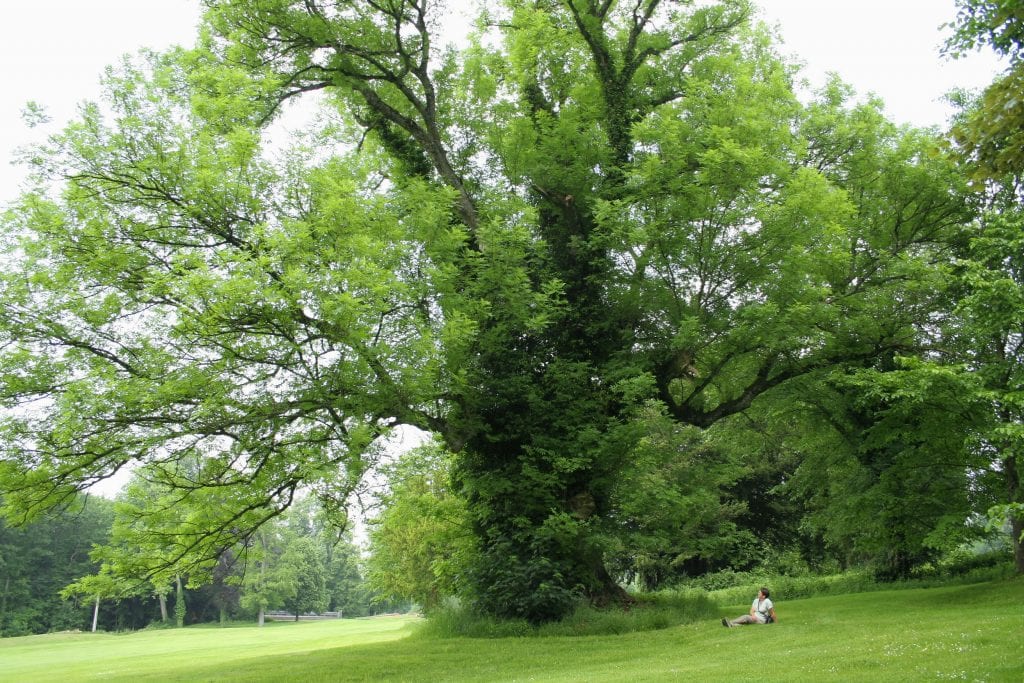 Fraxinus excelsior