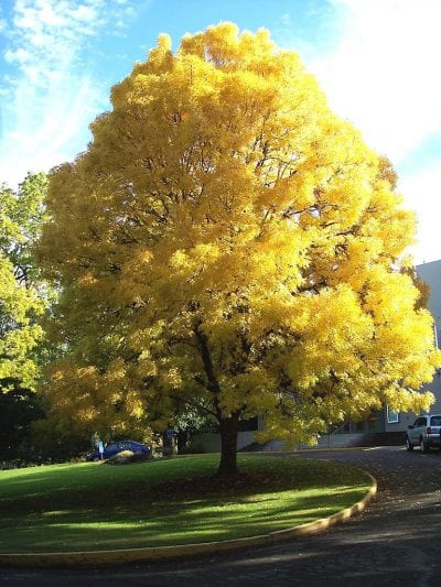 Fraxinus excelsior 'Aurea'