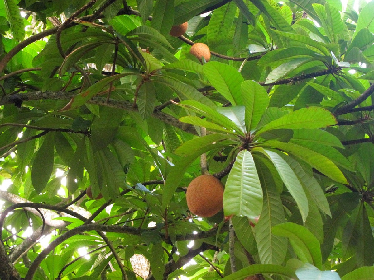 Mamey colorado (Pouteria sapota): cultivo y cosecha