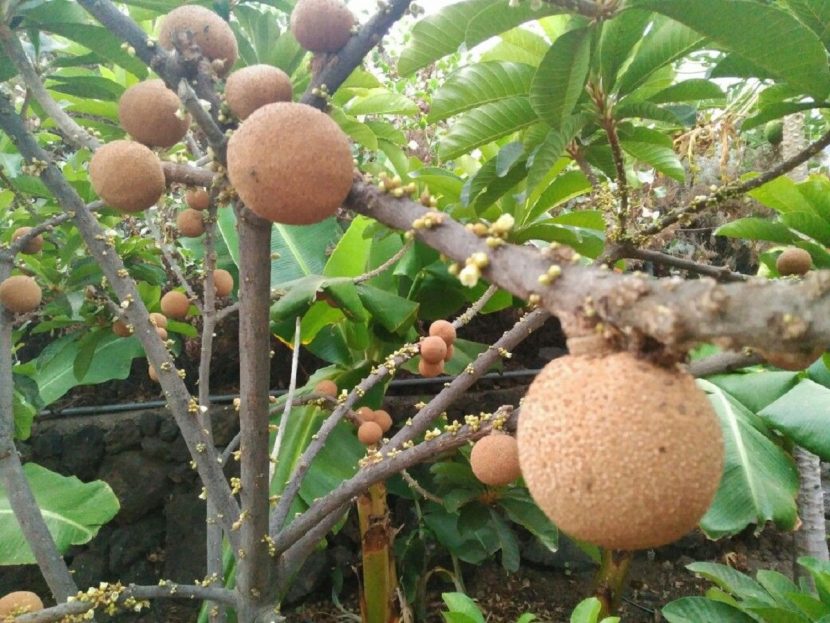 Frutos de mamey colorado colgando de las ramas del árbol