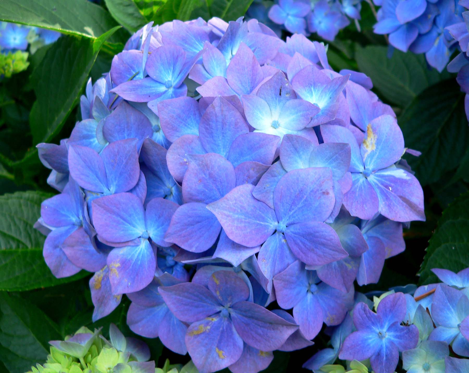 Problemas de las hortensias: causas y soluciones reales